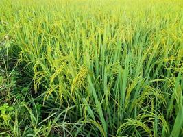 rice fields with green rice plants that are starting to age photo