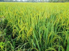 rice fields with green rice plants that are starting to age photo