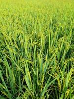 rice fields with green rice plants that are starting to age photo