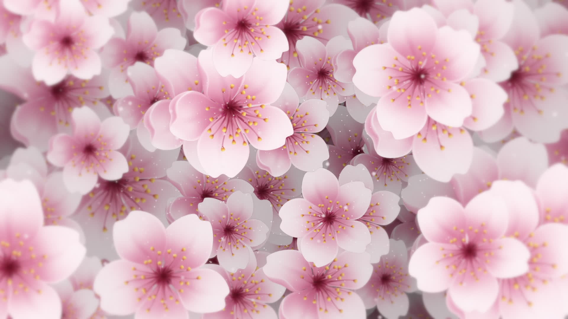 Beautiful Springtime floral nature motion background animation with gently  moving pink and white cherry blossom flowers in full bloom and floating  particles. 21224128 Stock Video at Vecteezy