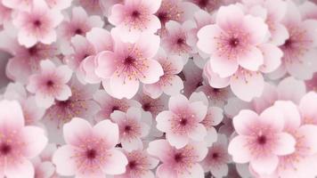 Beautiful Springtime floral nature motion background animation with gently moving pink and white cherry blossom flowers in full bloom and floating particles. video