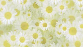 skön springtime rörelse bakgrund animering med försiktigt rör på sig vit och gul daisy blommor i full blomma. video