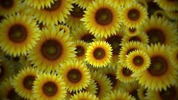 mooi zomer natuur achtergrond animatie met voorzichtig in beweging bloeiend zonnebloemen. levendig geel bloemen patroon beweging achtergrond. video