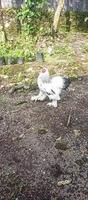 whiter rooster enjoy at the outdor beside my house photo