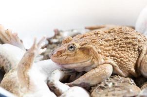 Frog in a container together in market for cooking photo