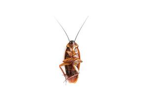 Cockroach on isolated white background,Dead cockroachs on white photo