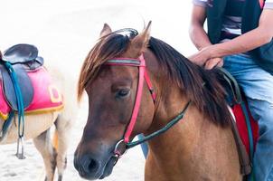 Closeup of men cowboy riding beautiful Brown horse on beach, Thailand photo