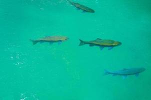 Fish swimming in clean water at national park photo