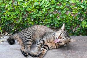 soñoliento atigrado gato en el de madera piso ,marrón linda gato, gato mintiendo, juguetón gato relajante vacaciones foto