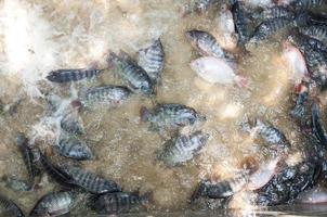 fresh Tilapia and red tilapia in water Farm,fish in the cage, fish farming in Thailand photo