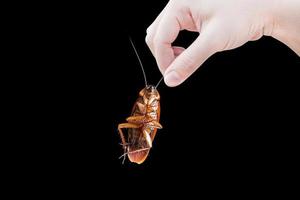 Hand holding brown Cockroach over isolated on black background,Cockroaches as carriers of disease photo