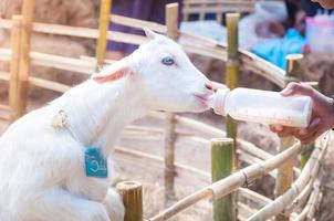 alimentar a la cabra bebé con una botella de leche en la granja, alimentar a la cabra hambrienta con leche foto