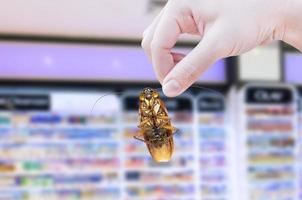 Hand holding cockroach in the supermarket,eliminate cockroach in shopping mall photo