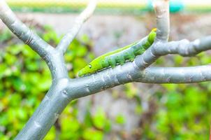 Caterpillar worm eating leaves nature in the garden photo