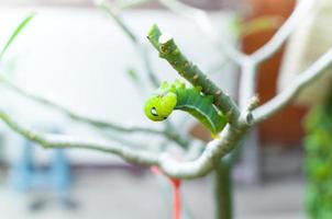 Caterpillar worm eating leaves nature in the garden photo