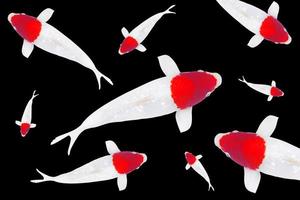 koi carpa pez, blanco con rojo punto koi pescado tancho aislado en negro fondo, arriba ver modelo foto