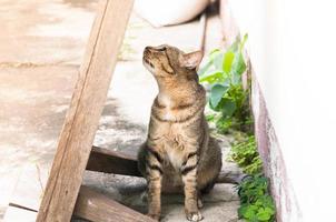 atigrado Bengala gato sentado en el piso, marrón linda gato, gato mintiendo, juguetón gato relajante vacaciones, selectivo atención foto