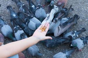 paloma comiendo de la mano de una mujer en el parque, alimentando palomas en el parque durante el día foto