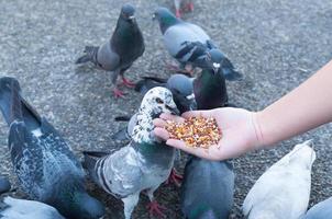 paloma comiendo de la mano de una mujer en el parque, alimentando palomas en el parque durante el día foto