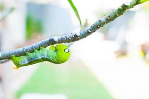 oruga gusano comiendo hojas naturaleza en el jardín foto