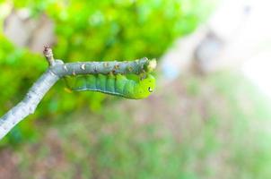 oruga gusano comiendo hojas naturaleza en el jardín foto