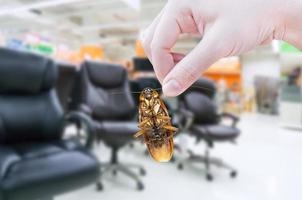 Hand holding cockroach in the shopping mall,eliminate cockroach in office equipment photo