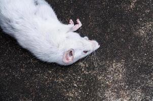 ratas blancas muertas en el suelo, la rata muerta en la calle foto