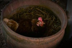 gallinas madres pollo en una granja, pollos de campo en granja orgánica foto