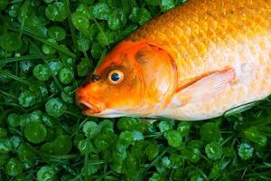 Dead fancy carp fishs or Koi carp fishs diseases infected on the green grass photo