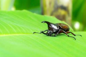 Dynastinae or rhinoceros beetles Allomyrina dithotomus on tree photo