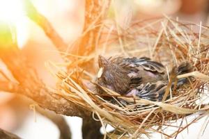 The little bird in a nest The nest is made of dry grass and yarn. photo