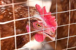 gallina madre pollo en una granja en la naturaleza foto