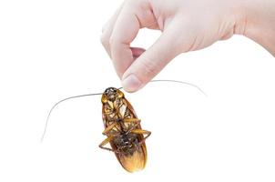 Hand holding brown cockroach over white background,Cockroaches isolate on white background,Cockroaches as carriers of disease photo