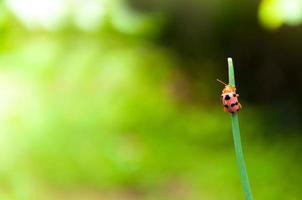 Ladybug on green grass leaf at beautiful green nature background photo