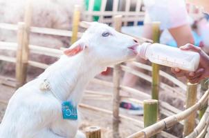feeding baby goat with milk bottle at farm,Feed the hungry goat with milk photo