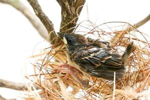 The little bird in a nest The nest is made of dry grass and yarn. photo