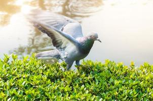 palomas en el parque foto