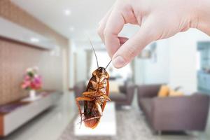 Hand holding cockroach on room in house background, eliminate cockroach in room house,Cockroaches as carriers of disease photo