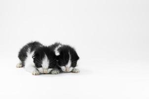 lindo pequeño gatito blanco y negro sobre un fondo blanco, primer día después del nacimiento foto