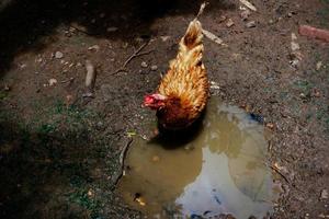 Mother Hens chicken on a farm,range chickens on organic farm photo