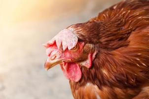 Mother Hen chicken on a farm in nature photo