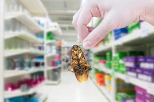 Hand holding cockroach in the supermarket,eliminate cockroach in shopping mall photo