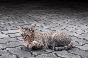 atigrado Bengala gato en el piso, marrón linda gato, juguetón gato relajante vacaciones, selectivo atención foto