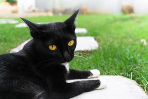 Cute black cat lying on green grass lawn photo