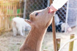 feeding baby goat with milk bottle at farm,Feed the hungry goat with milk photo