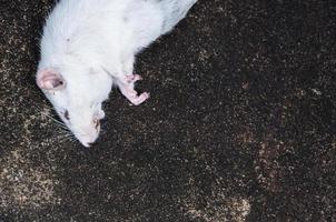 ratas blancas muertas en el suelo, la rata muerta en la calle foto