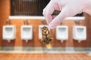 Hand holding cockroach on men's room urinals discharge of waste from the body,men toilets, eliminate cockroach in toilet photo