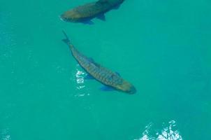 Fish swimming in clean water at national park photo