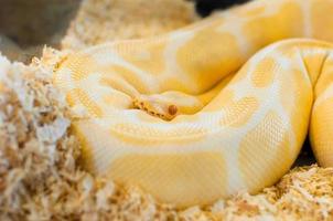 Golden yellow Python snake photo