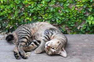 soñoliento atigrado gato en el de madera piso ,marrón linda gato, gato mintiendo, juguetón gato relajante vacaciones foto